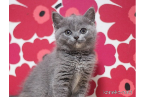 成約済の東京都のスコティッシュフォールド-71212の1枚目